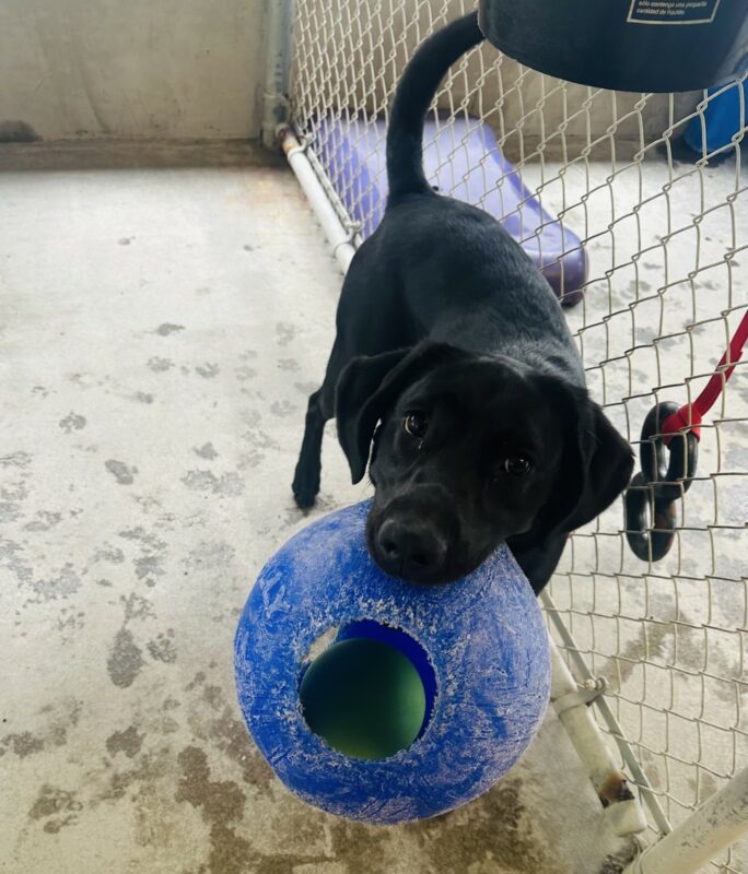 Panda is in community run playing. She is seen standing while holding a blue jolly ball in her mouth looking playfully at the camera.