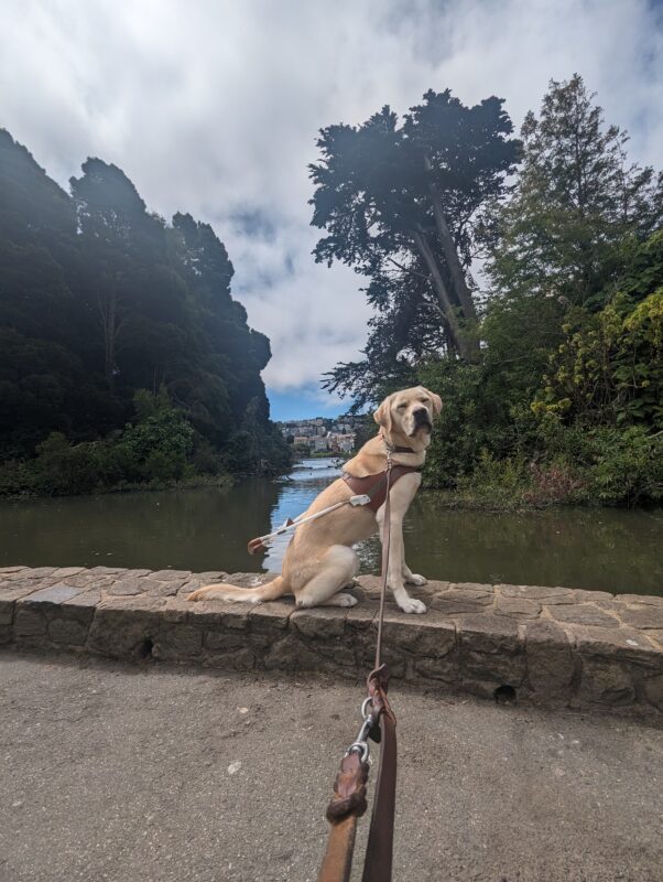 Male Yellow Lab Reno sit in harness on a ledge looking at the camera while squinting. In the background there is a big pond with lots of vegetation.