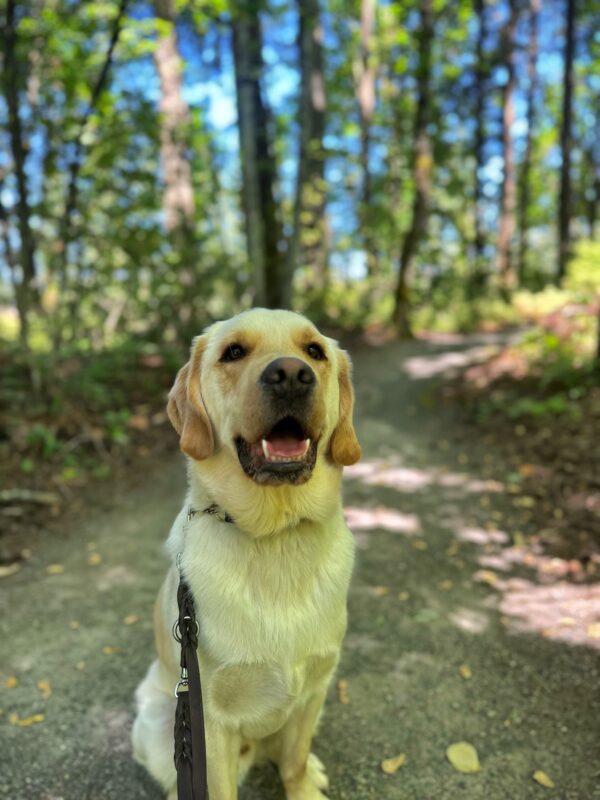 <p>Yellow Lab/Golden Retriever crossbreed, Sage, is sitting on a gravel path amongst the trees. The path is spotted with the sunlight filtered through the trees and Sage is looking at the camera with a warm, friendly “smile”.</p>