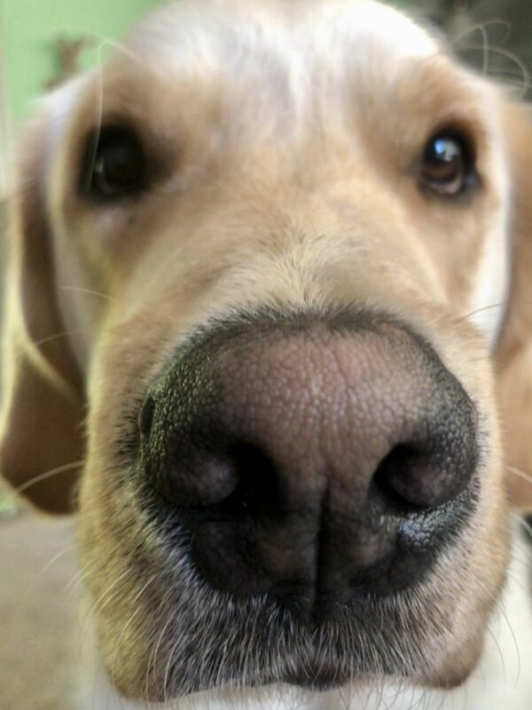 <p>Yellow Lab/Golden Retriever crossbreed, Sage, poses for a close-up with his nose close to the camera, the rest of his face slightly out of focus.</p>
