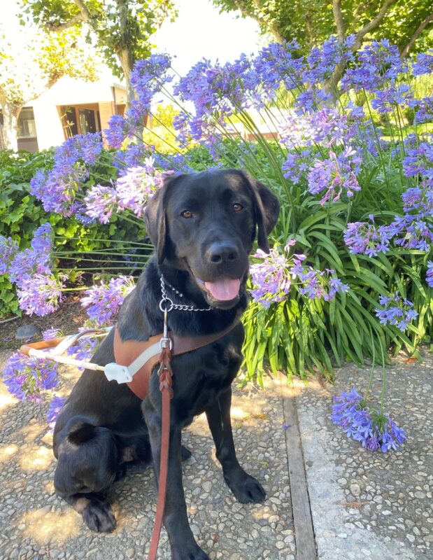 Sebastian a Black Labrador Retriever sitting in his harness smiling looking at the camera with purple flowers in the background.