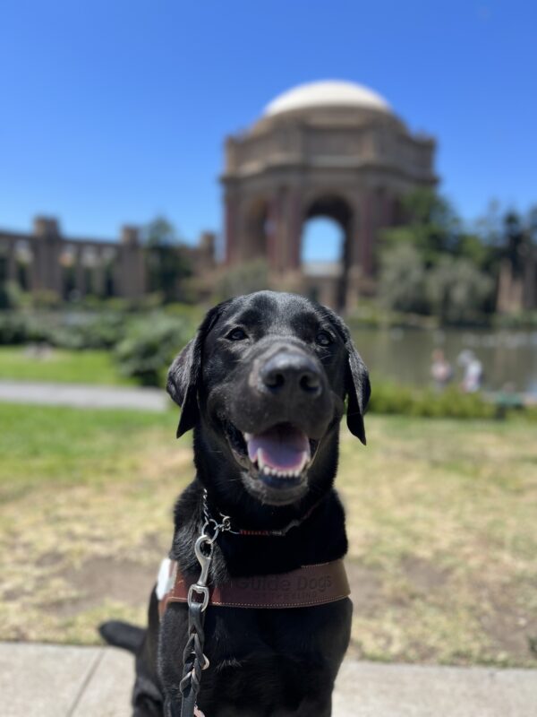 Sirius sits in harness looking at the camera with his mouth open. Behind him is the Palace of Fine Arts in San Francisco on a bright sunny day.