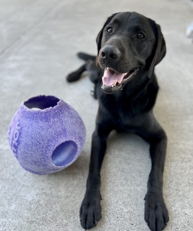 Sirius lays in Community Run looking at the camera with his mouth open and tongue out. Beside him is a blue JollyBall toy.