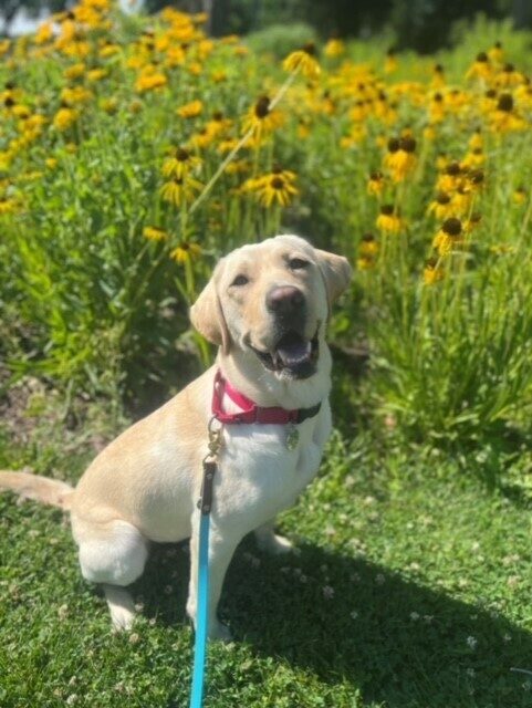 Yellow Lab Sloan sitting in front of a field of yellow flowers.