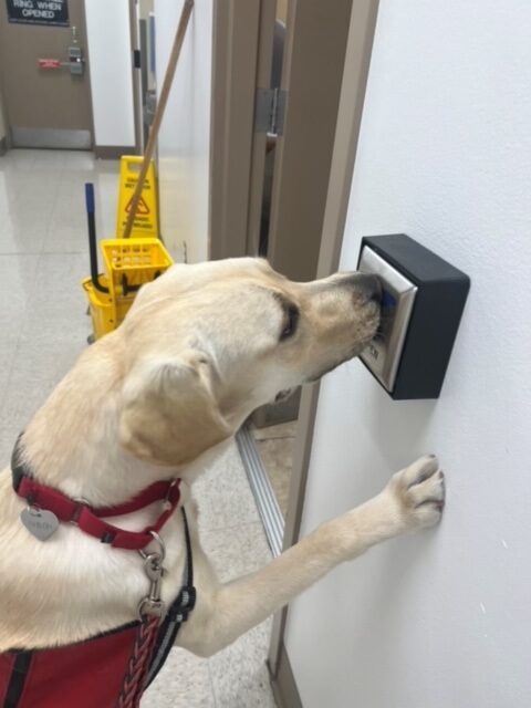 Yellow lab Sloan with her paws on a wall, pushing a door opening button on a wall.