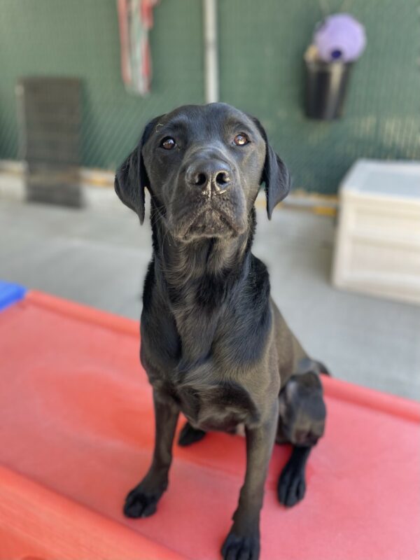 Socrates sits on a large piece of red plastic play equipment in the community run area. He is looking directly at the camera with his chin slightly lifted and and his mouth closed.