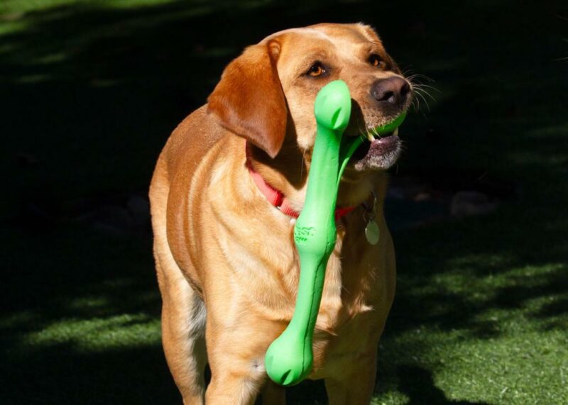 Yellow Lab Northstar with a green toy in her mouth, part of the toy in her mouth, part of it on her muzzle.