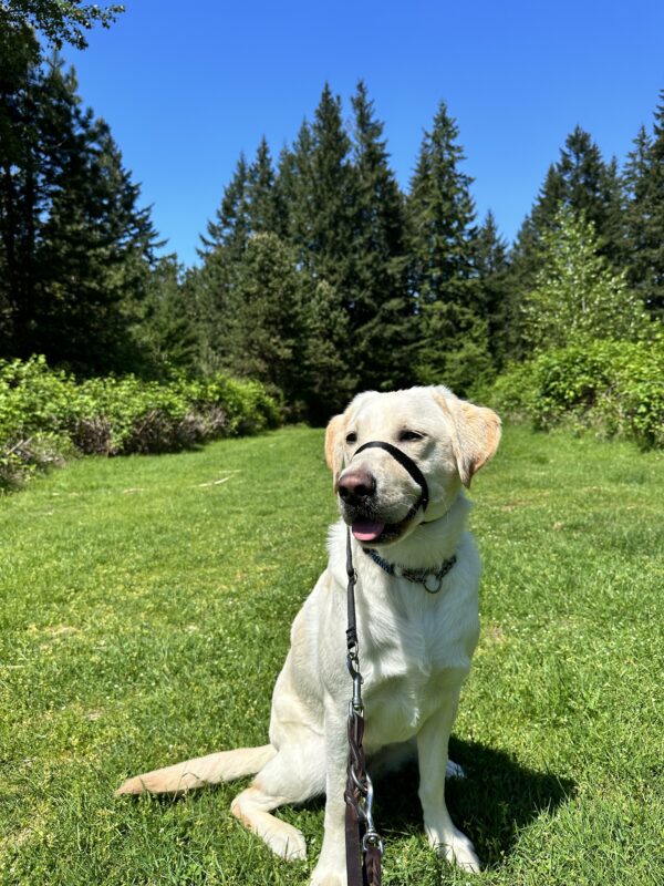 <p>Sunlight, a yellow labrador, sits in a green grassy field surrounded by beautiful blue sky, green trees and bushes. She has her gentle leader on and looks off in the distance.</p>