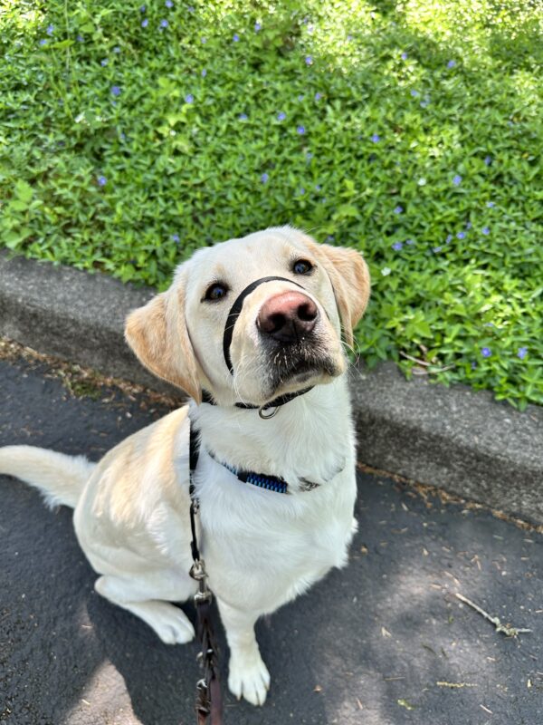 <p>Yellow labrador Sunlight sits near a curb edge in front of green foliage. She has her gentle leader on and is at full attention to her photographer.</p>