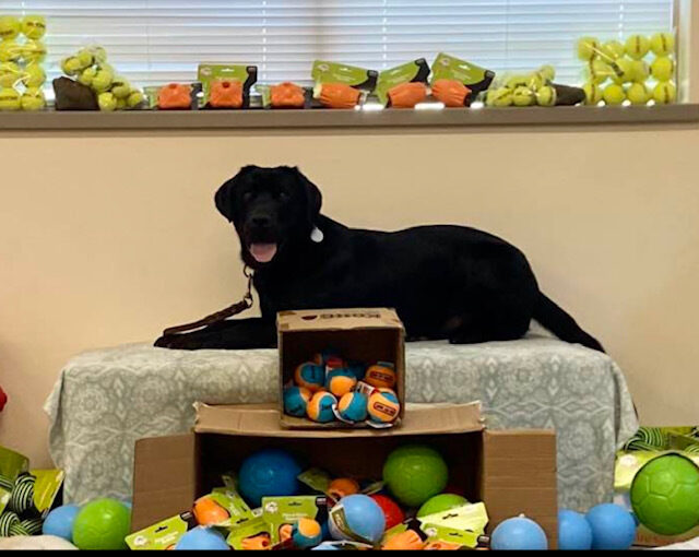 Black Lab Tarmac posing with a huge assortment of toys.