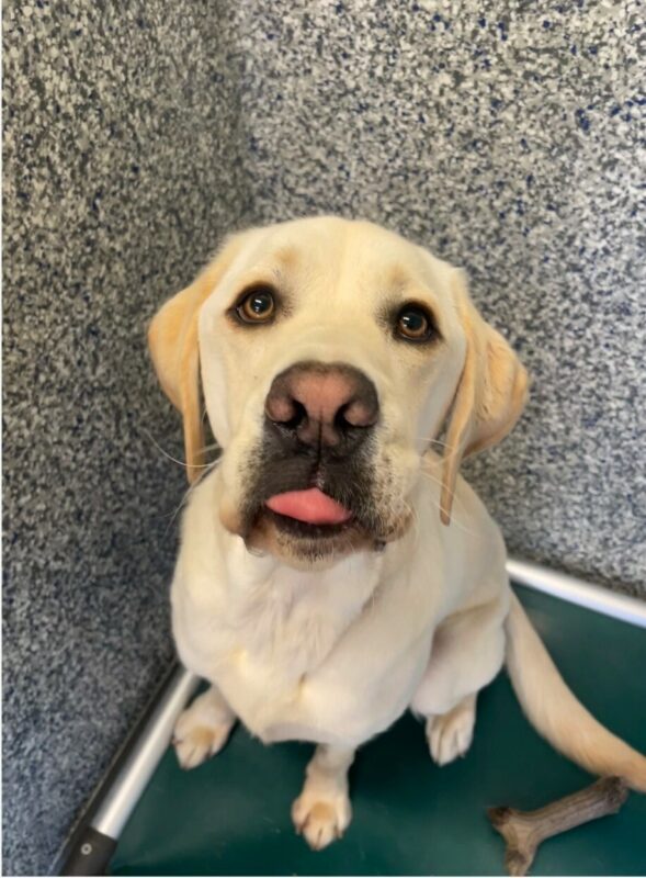 Terry sits on his kennel bed, looking up into the camera. He is mid-lick and his tongue is sticking slightly out.
