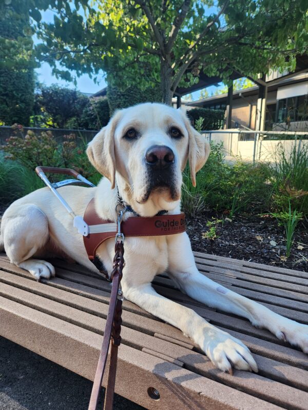 Terry lies down, in harness, on a bench on the Oregon campus. He is looking into the camera with a calm expression.