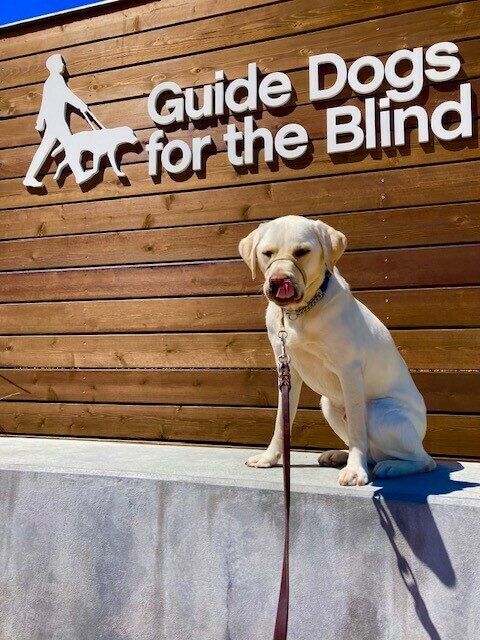 Titan, a male yellow Lab, sits on a low retaining wall wearing a tan head collar. He is facing the camera and has a soft expression with his tongue out, licking his lips. Behind him is a wooden wall with the GDB logo and the words Guide Dogs for the Blind in white letters.