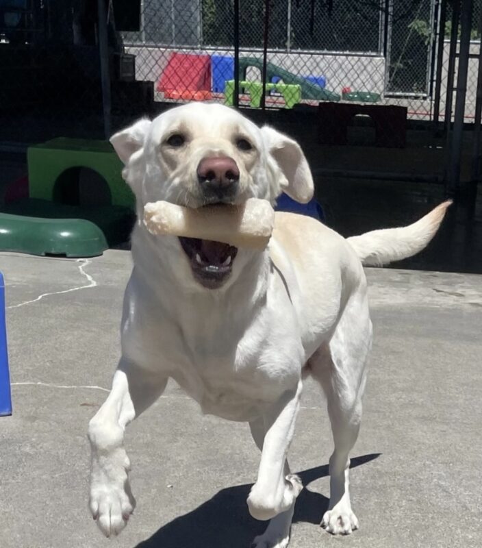 Yellow Lab Tostada running toward the camera with her mouth wide open holding a bone.