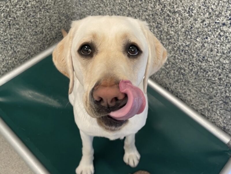 Yellow Lab Tostada looking up at the camera while licking her nose.
