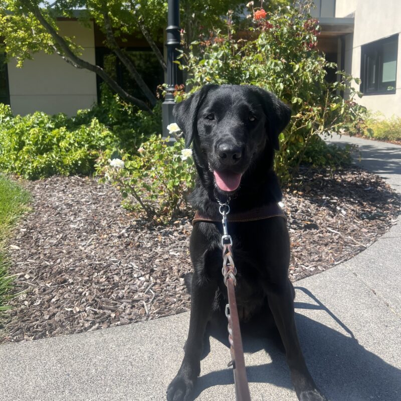 Tranquil is wearing her harness and is sitting in front of a bed of red and white flowers. She is looking at the camera with a happy smile on her face.