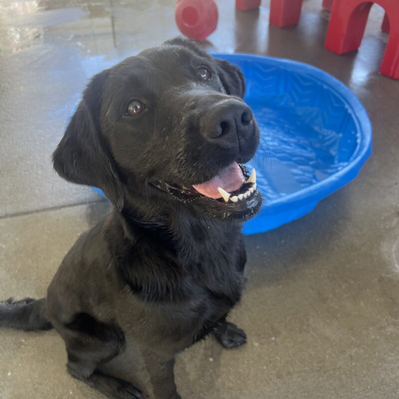 Tranquil is sitting in community run with her mouth open in a smile. In the background there is a blue kiddie pool with water in it as well as a red play structure and toys.