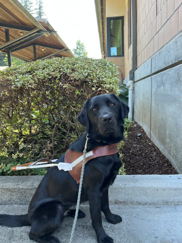 Trillium sits in front of a bush while looking into the camera wearing a brown leather harness.