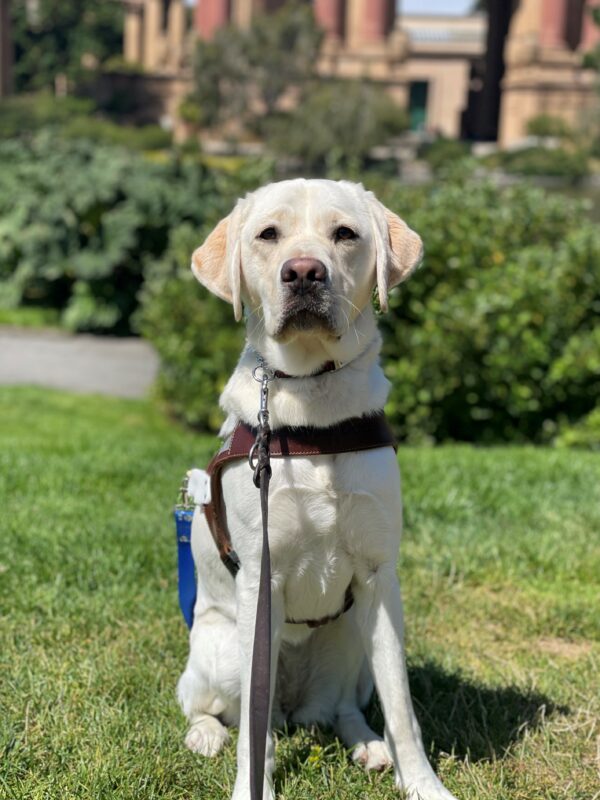 Tulia is sitting in harness on the grass at the Palace of Fine Arts. She is facing the camera with her ears perked and a thoughtful expression on her face. The Palace of Fine Arts is blurred in the background.