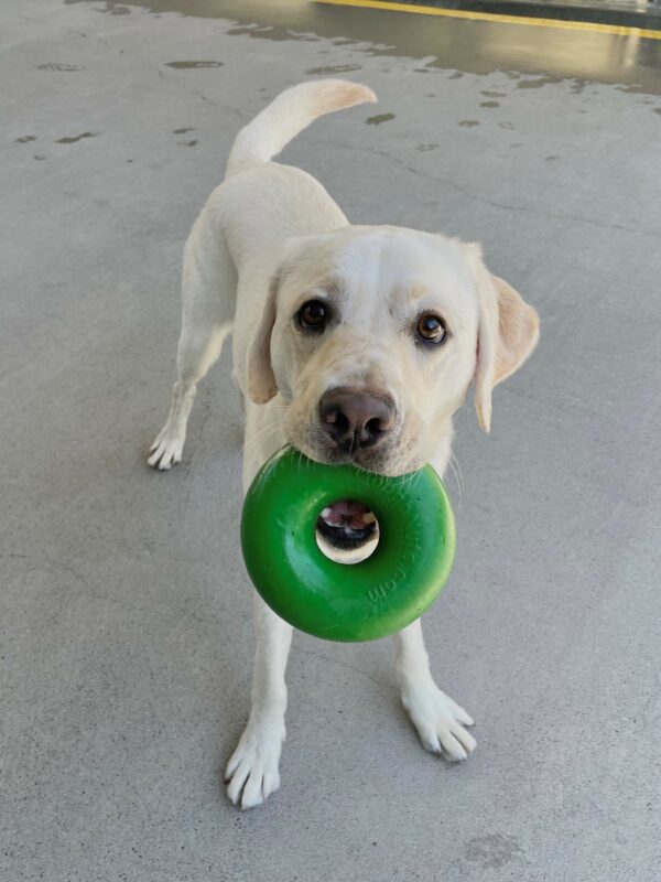 Tulia is standing in community run. She is looking up at the camera as she holds a green donut shaped ghoughnut toy in her mouth.