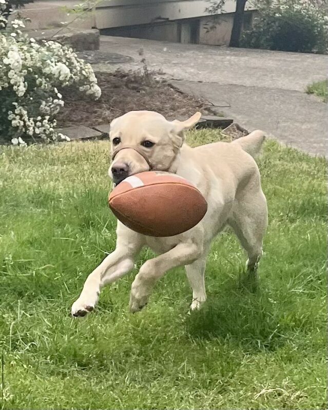 Yellow Lab Venus running in a grass yard with a football in her mouth.
