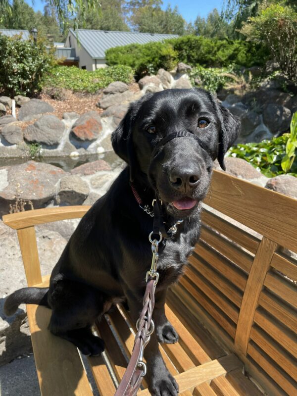 Black Labrador Verona sits in the sunshine on a brown wooden bench in front of a rock water garden, smiling at the camera.