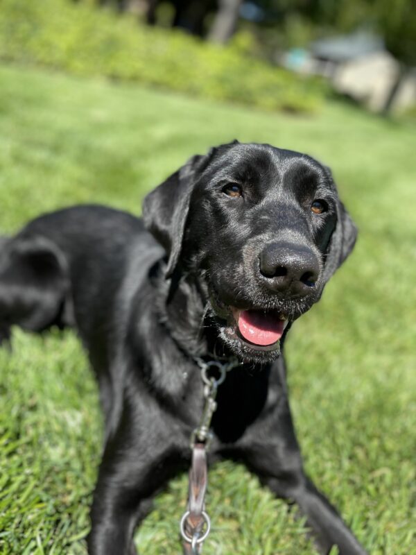 Black Labrador Verona lies in a grassy field with the sunshine radiating off her shiny fur.