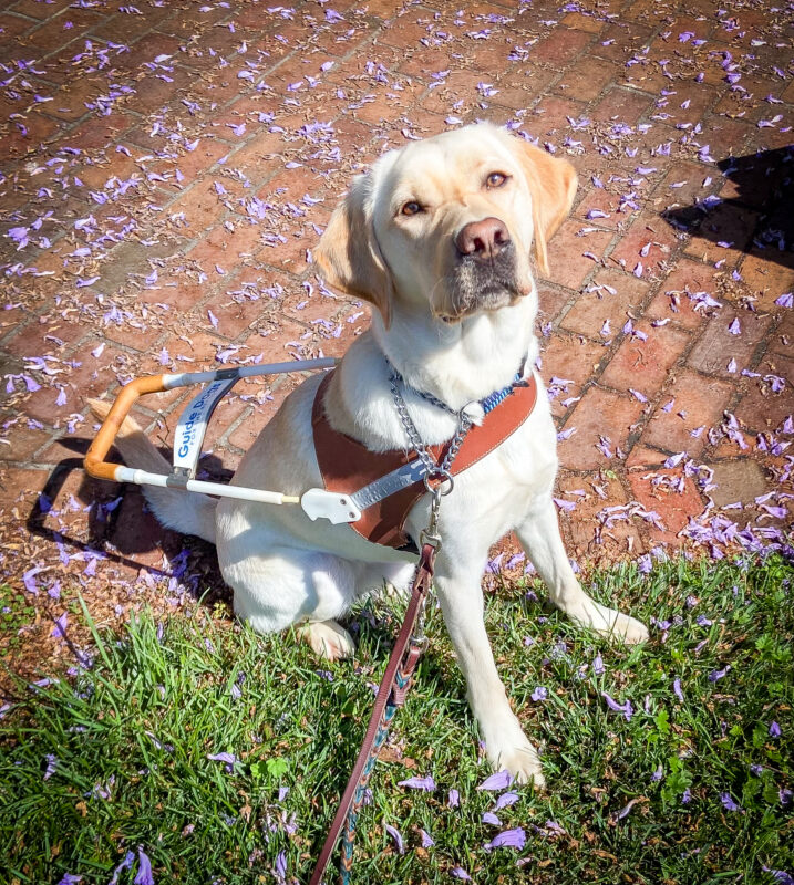 Yellow Lab, Vintner sits in harness on a brick pathway along the grass sprinkled with purple flower petals.