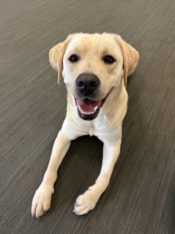 <p>Yellow Labrador Wave lies on a brown carpeted floor with her front legs extended. Wave has her mouth open, giving the camera her bright beautiful smile.</p>
