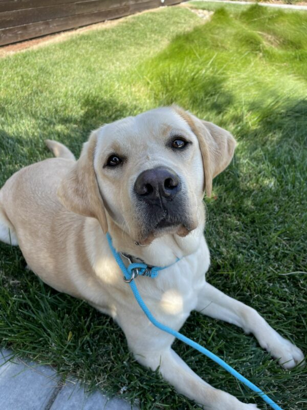 Yellow Labrador Wave lies in the shade on a patch of green grass looking up with her soulful eyes at the camera.