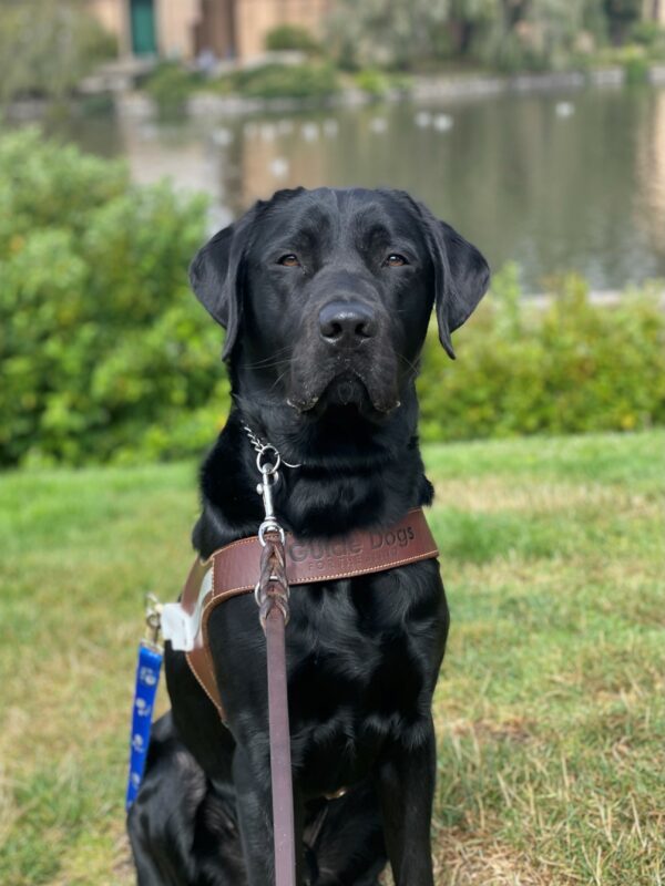 Winchell is sitting in harness on the grass at the Palace of Fine Arts. He is facing the camera with his ears perked and a thoughtful expression on his face. The Palace of Fine Arts is blurred in the background.