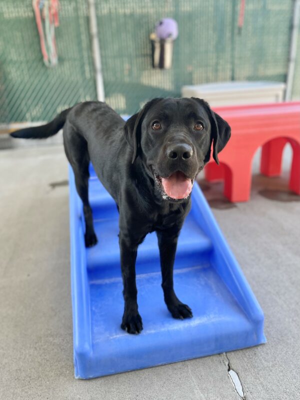 Winchell is standing on a blue play structure in community run. He is smiling at the camera with his tongue out.