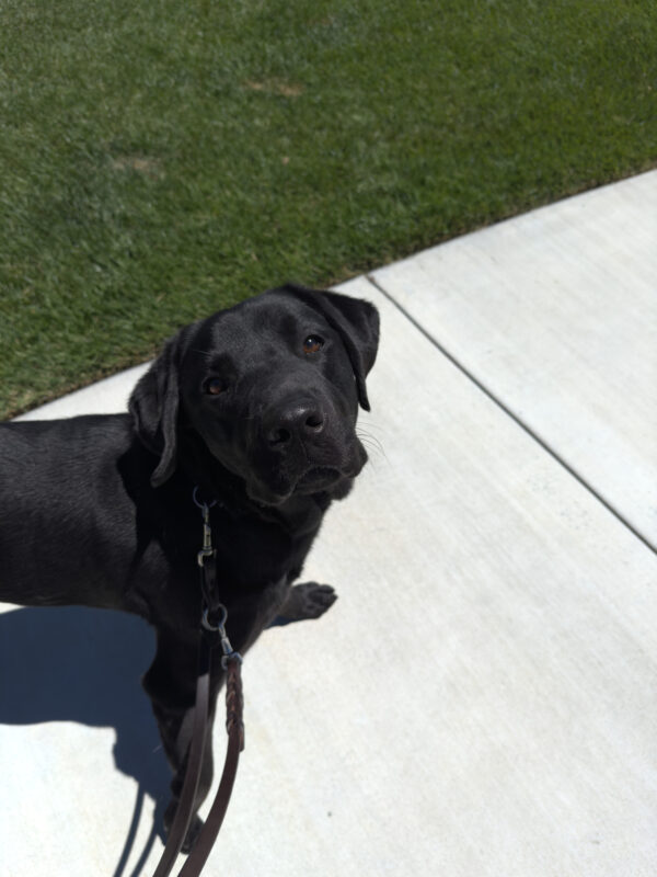<p>Black Labrador Woody looks up to the camera mid-walk with green grass in the background.</p>