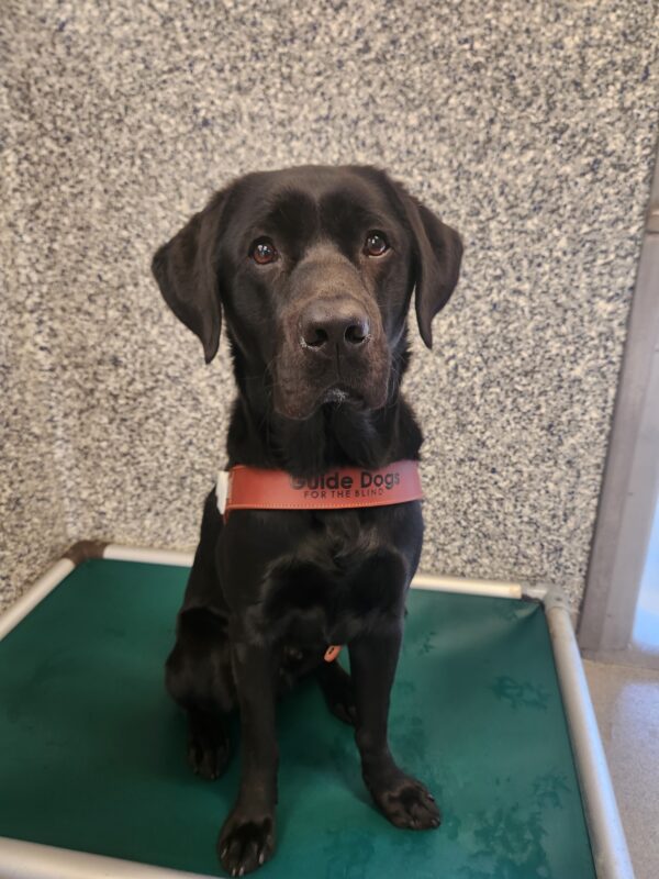 Wyatt sits, in harness, on his bed in the kennel. He is looking directly into the camera with a calm expression on his face.