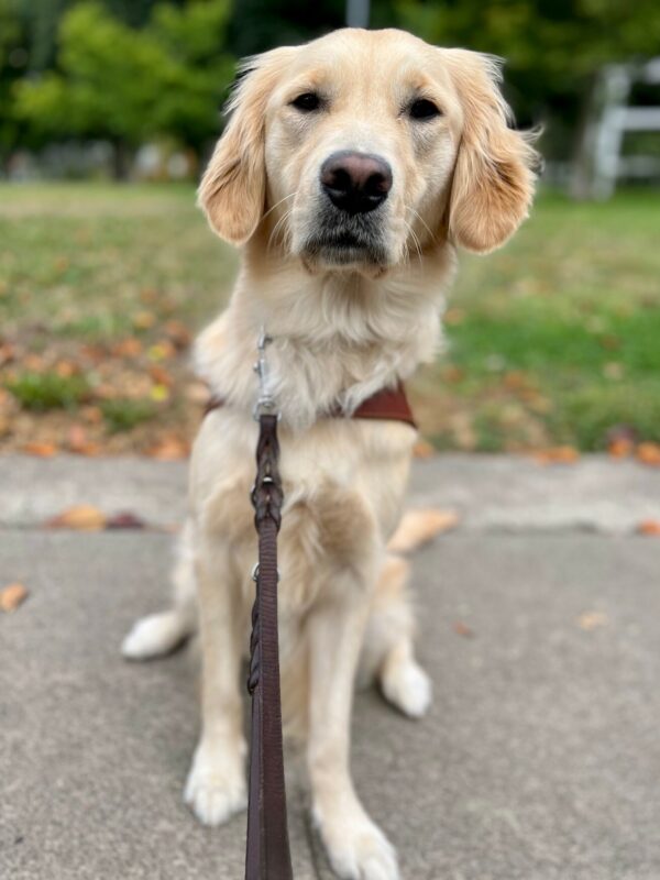 Azalea sits in harness looking directly at the camera. There is a green lawn with trees blurred in the background.