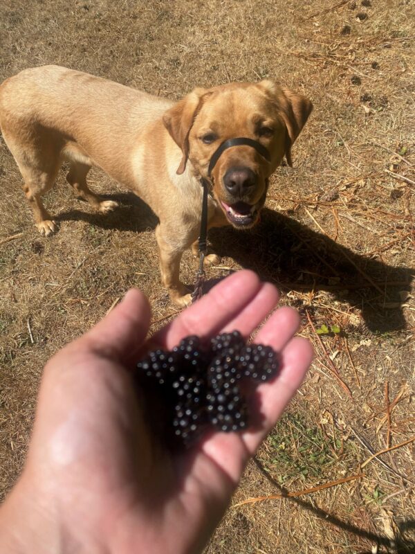 A hand is outstretched holding ripe blackberries. In the background stands a yellow lab wearing a headcollar and leash with his mouth open and a curious look on his face. A dry grass field surrounds the background.