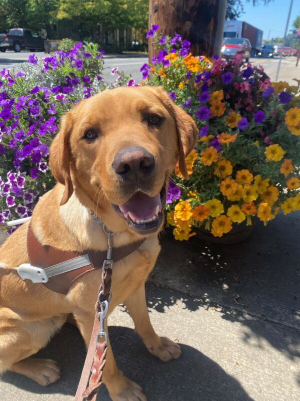 Yellow lab, Chorizo, sits in front of a colorful pot of flowers on a sidewalk. Chorizo is wearing a guide dog harness and has his mouth open with a friendly look on his face. Behind him is a telephone pole, street, and store fronts.