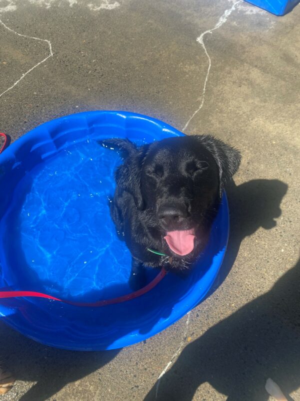 Black lab, golden cross, Freya sits in a blue kiddie pool of water. Her eyes are closed and her mouth is open with a very pleased look on her face. She is wearing a green collar and red leash and the pool sits on wet cement.