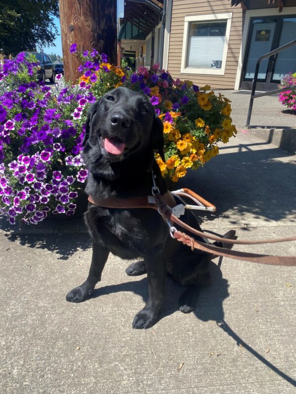Black lab, golden cross, Freya sits in front of a colorful flower pot on a sidewalk wearing a guide dog harness and leather leash. Her mouth is open and her tongue is sticking out with a relaxed look on her face. In the background is a telephone pole and store fronts.