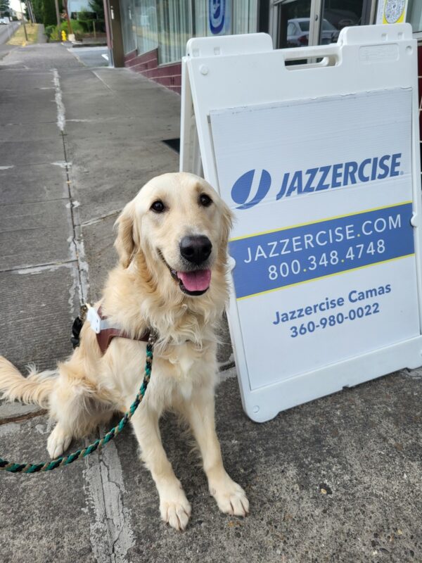 Jazzy (a female Golden Retriever) wears her GDB harness and sits next to a Jazzercise sandwich board on a sidewalk while smiling up at the camera
