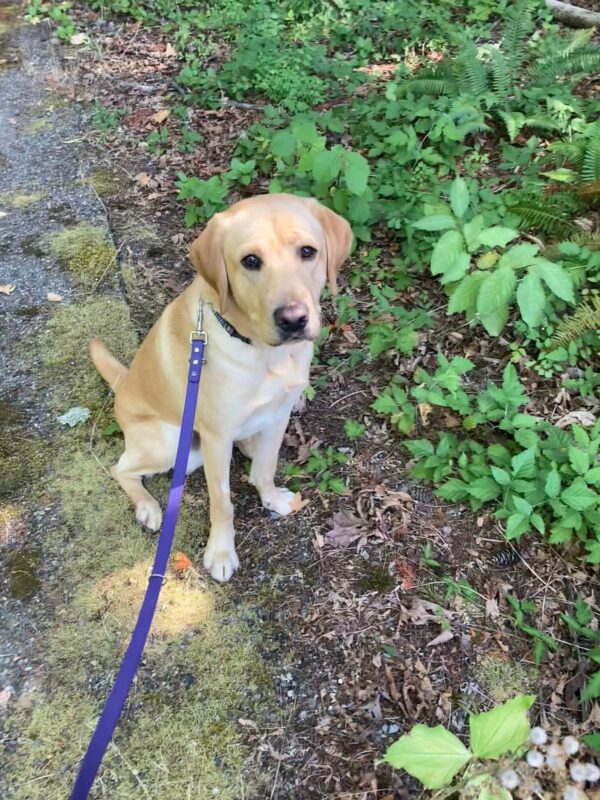 Longan sits on the edge of a trail with many green plants behind him. He stares into the camera with his beautiful brown eyes.