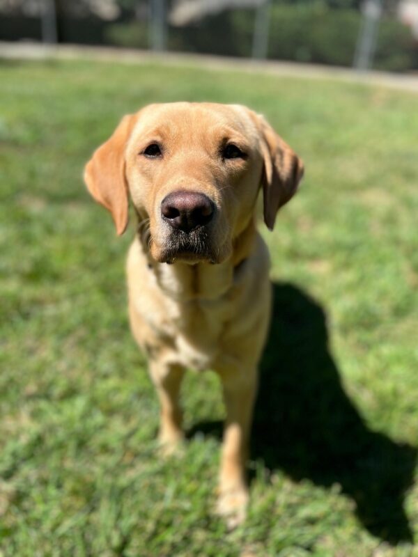 Maggie is in a grassy play yard, walking towards the camera with an intent look on her face, ready to play!