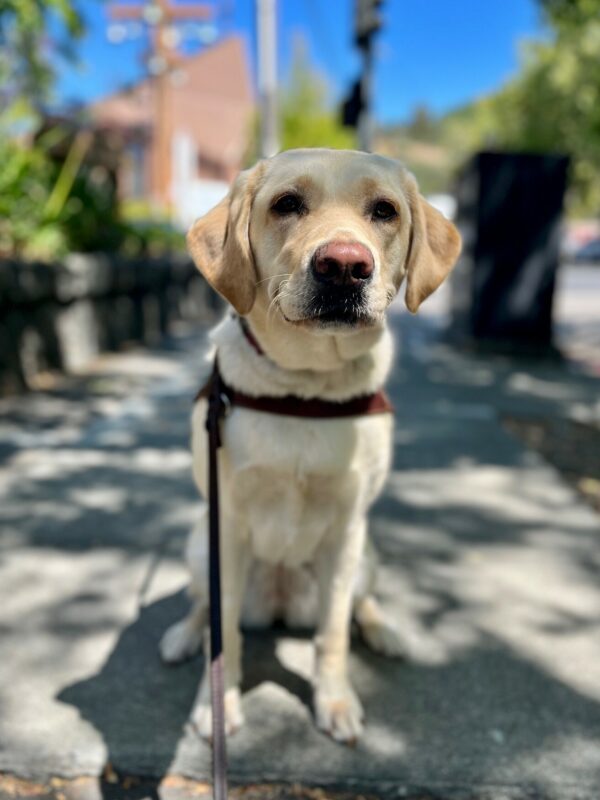 Plume sits on a city sidewalk, facing the camera, wearing her guide dog harness. Her lips are slightly curled up at the tips, as if she was smiling at the camera. Blurred city streets can be seen in the background.