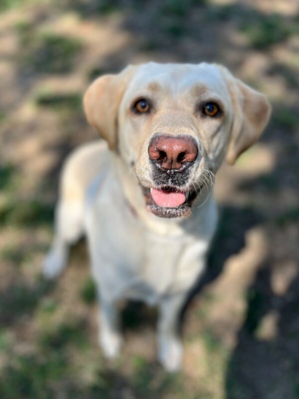A close-up shot of Plume looking up at the camera with her mouth slightly open, anticipating a toy being thrown. A grassy play yard serves as the backdrop.