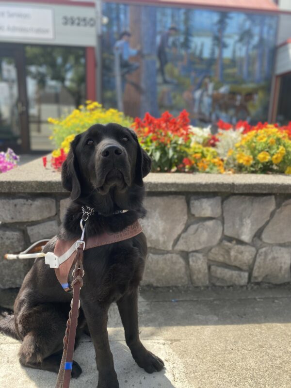 Rafa (a male Black Lab) proudly wears his GDB harness while sitting in front of a stone wall
