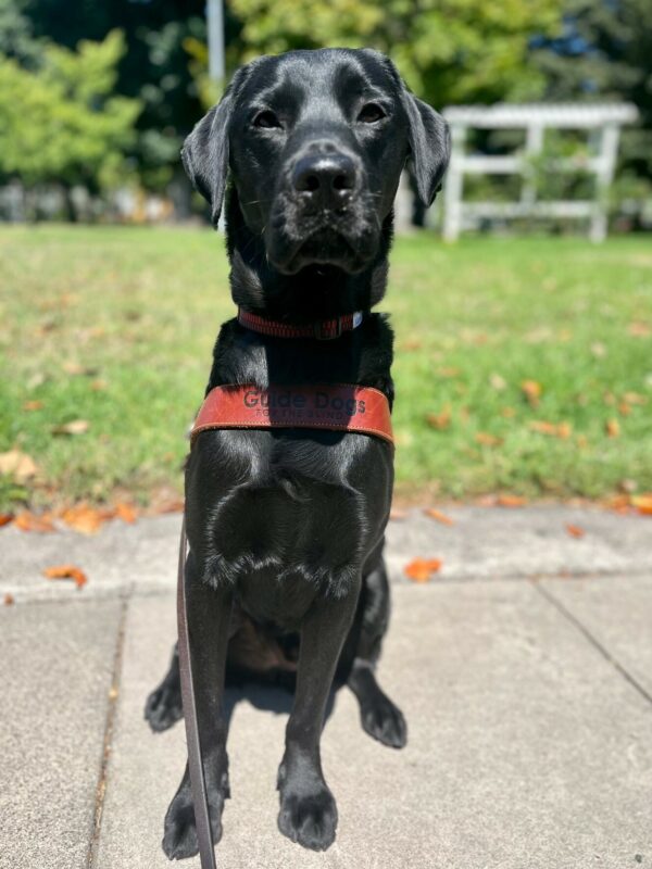 Socrates sits in harness in front of a green lawn with trees in the background. He is looking at the camera with a serious expression.