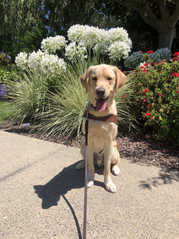Herbie, a short-coated Labrador Retriever and Golden Retriever cross, sits in front of red and white flowers in bloom. The sun is shinning on him as he looks toward the camera with an open mouth and tongue hangin out.