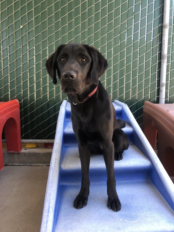 Sophie, a black Labrador Retriever, sits on a blue play structure. She is facing the camera with closed mouth and a serious look on her face.