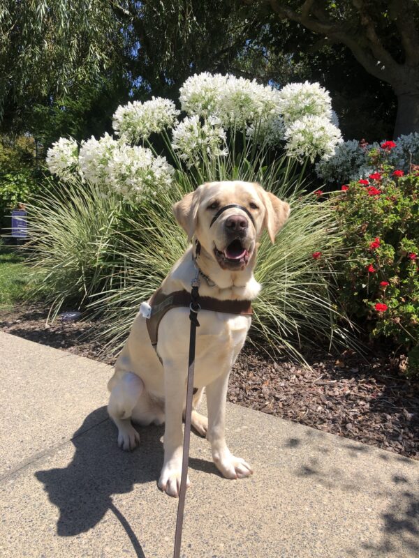 Daxton, a male yellow Labrador Retriever, sits with his harness on facing the camera. His mouth is open, seemingly smiling. Behind him are white and red flowers.