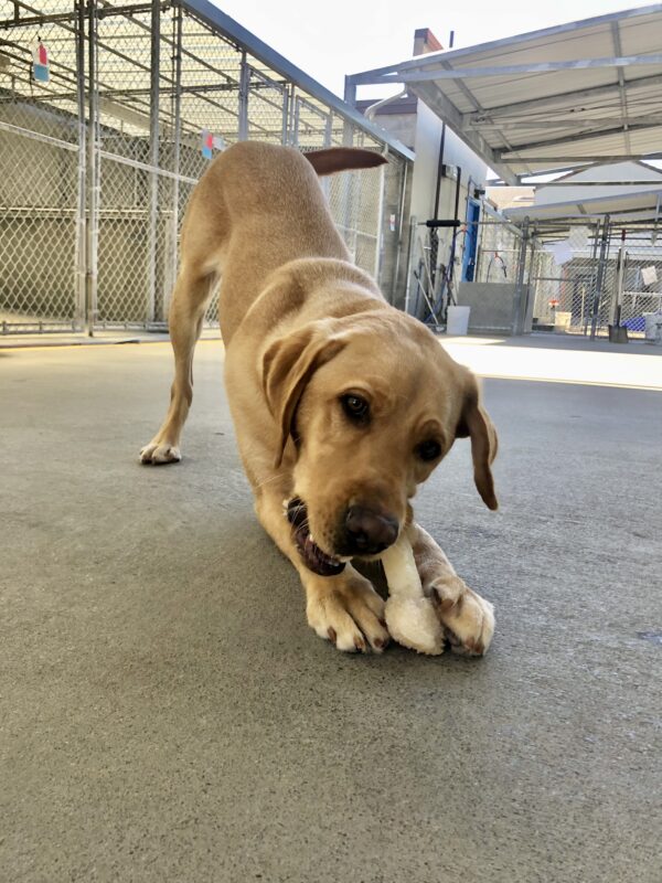 Burt, a dark yellow Labrador Retriever, is standing with his hind legs, while his front legs out stretched holding a Nylabone between his feet. Burt is actively chewing on the bone, and his tail is mid wag.